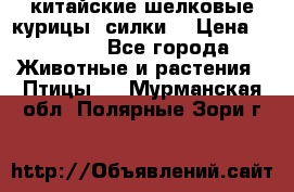 китайские шелковые курицы (силки) › Цена ­ 2 500 - Все города Животные и растения » Птицы   . Мурманская обл.,Полярные Зори г.